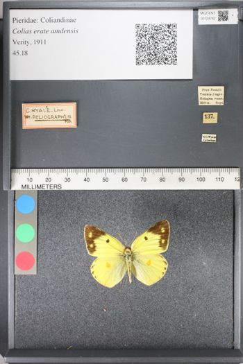 Media type: image;   Entomology 124742